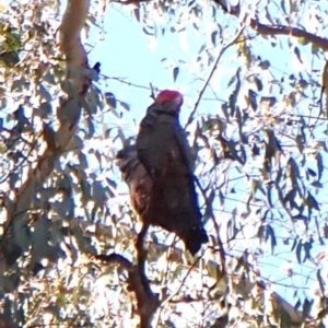 Callocephalon fimbriatum (identifiable birds) at Cook, ACT - 11 Aug 2024