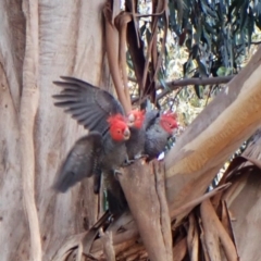 Callocephalon fimbriatum (Gang-gang Cockatoo) at Cook, ACT - 12 Aug 2024 by CathB