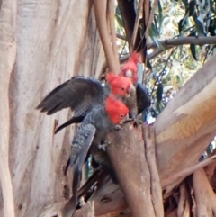 Callocephalon fimbriatum at Cook, ACT - suppressed