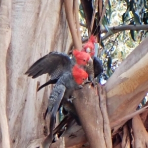 Callocephalon fimbriatum at Cook, ACT - suppressed