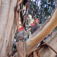 Callocephalon fimbriatum at Cook, ACT - suppressed