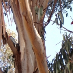 Callocephalon fimbriatum at Cook, ACT - suppressed