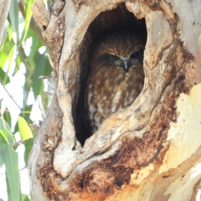 Ninox boobook (Southern Boobook) at Kambah, ACT - 12 Aug 2024 by LinePerrins