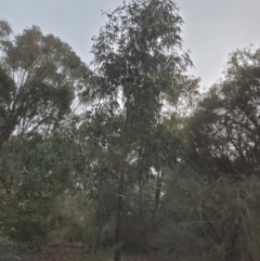 Unidentified Gum Tree at Roleystone, WA - 12 Aug 2024 by bookbuster