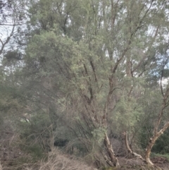 Melaleuca hamata at Roleystone, WA - 12 Aug 2024 by bookbuster