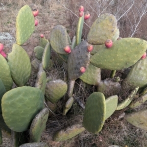 Opuntia ficus-indica at Kambah, ACT - 12 Aug 2024 03:51 PM