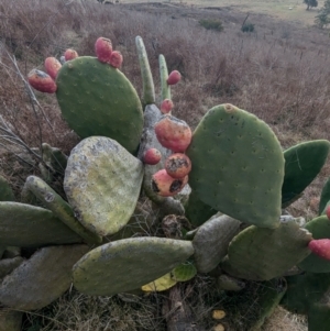 Opuntia ficus-indica at Kambah, ACT - 12 Aug 2024 03:51 PM