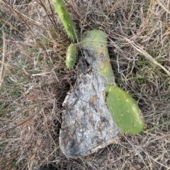 Opuntia ficus-indica at Kambah, ACT - 12 Aug 2024 03:51 PM