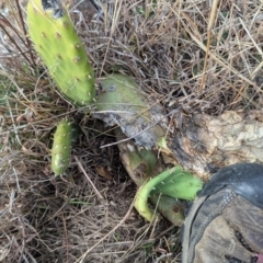 Opuntia ficus-indica at Kambah, ACT - 12 Aug 2024 03:51 PM