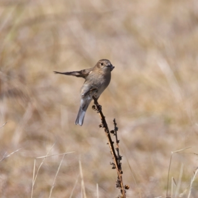 Petroica phoenicea (Flame Robin) at Rendezvous Creek, ACT - 11 Aug 2024 by jb2602