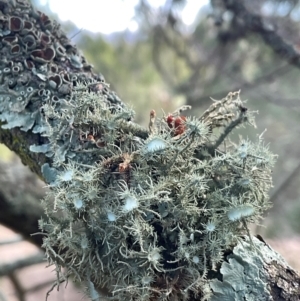 Usnea sp. (genus) at Strathnairn, ACT - 17 Jul 2024 11:28 AM