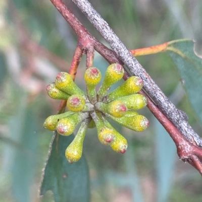 Eucalyptus dives (Broad-leaved Peppermint) at Bruce, ACT - 12 Aug 2024 by JVR