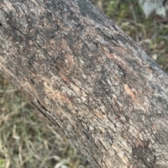 Eucalyptus dives at Bruce, ACT - 12 Aug 2024 02:36 PM