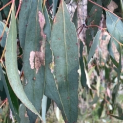 Eucalyptus dives at Bruce, ACT - 12 Aug 2024 02:36 PM