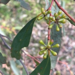 Eucalyptus dives at Bruce, ACT - 12 Aug 2024 02:36 PM
