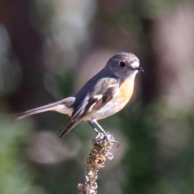 Petroica boodang (Scarlet Robin) at Rendezvous Creek, ACT - 11 Aug 2024 by jb2602