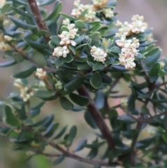 Monotoca elliptica (Tree Broom-heath) at Ulladulla, NSW - 10 Aug 2024 by Clarel