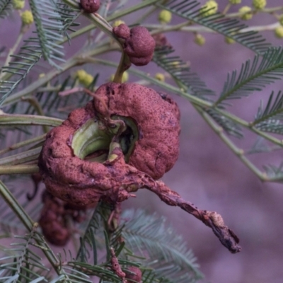 Uromycladium sp. (A gall forming rust fungus) at Melba, ACT - 12 Aug 2024 by kasiaaus