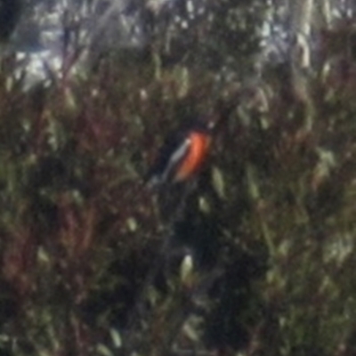 Petroica phoenicea (Flame Robin) at Kiandra, NSW - 11 Aug 2024 by JimL