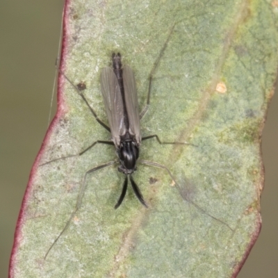 Cricotopus sp. (genus) (A non-biting midge) at Melba, ACT - 12 Aug 2024 by kasiaaus