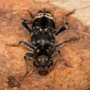 Cleridae sp. (family) at Melba, ACT - 12 Aug 2024 12:57 PM