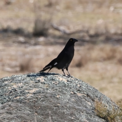 Strepera graculina (Pied Currawong) at Rendezvous Creek, ACT - 11 Aug 2024 by jb2602