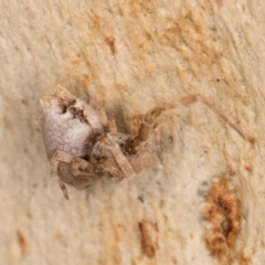 Philoponella congregabilis (Social house spider) at Melba, ACT - 12 Aug 2024 by kasiaaus