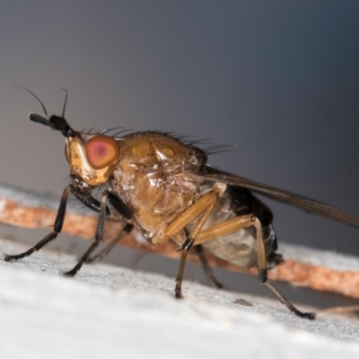 Tapeigaster sp. (genus) (Fungus fly, Heteromyzid fly) at Melba, ACT - 12 Aug 2024 by kasiaaus