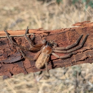 Delena cancerides at Kambah, ACT - 12 Aug 2024 12:23 PM