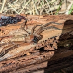 Delena cancerides at Kambah, ACT - 12 Aug 2024 12:23 PM