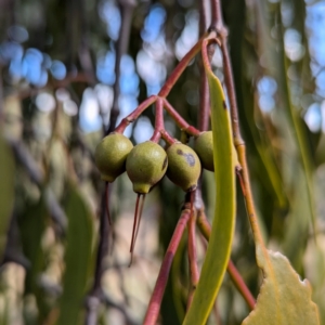 Amyema miquelii at Kambah, ACT - 12 Aug 2024 12:33 PM