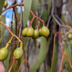 Amyema miquelii at Kambah, ACT - 12 Aug 2024 12:33 PM