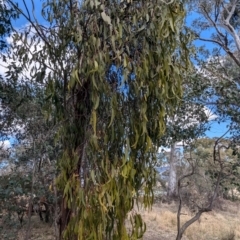 Amyema miquelii at Kambah, ACT - 12 Aug 2024 12:33 PM