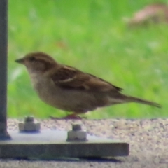 Passer domesticus (House Sparrow) at Innisfail, QLD - 12 Aug 2024 by lbradley