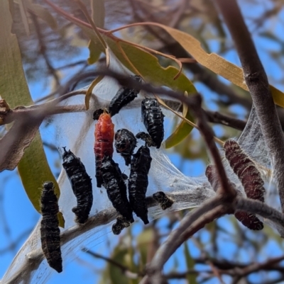 Delias harpalyce (Imperial Jezebel) at Kambah, ACT - 12 Aug 2024 by HelenCross