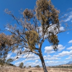 Eucalyptus melliodora (Yellow Box) at Kambah, ACT - 12 Aug 2024 by HelenCross