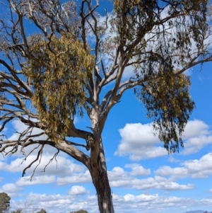 Eucalyptus melliodora at Kambah, ACT - 12 Aug 2024