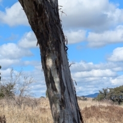 Eucalyptus melliodora at Kambah, ACT - 12 Aug 2024