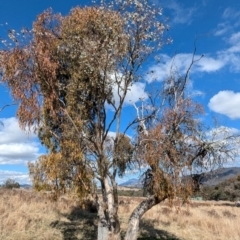 Eucalyptus blakelyi (Blakely's Red Gum) at Kambah, ACT - 12 Aug 2024 by HelenCross