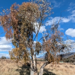 Eucalyptus blakelyi at Kambah, ACT - 12 Aug 2024 12:45 PM