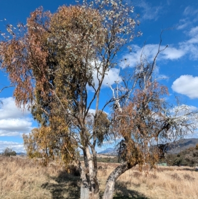 Eucalyptus blakelyi (Blakely's Red Gum) at Kambah, ACT - 12 Aug 2024 by HelenCross