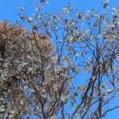 Eucalyptus blakelyi at Kambah, ACT - 12 Aug 2024 12:45 PM