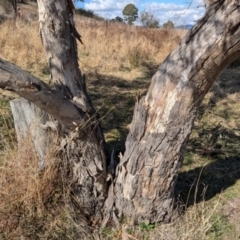 Eucalyptus blakelyi at Kambah, ACT - 12 Aug 2024 12:45 PM