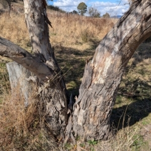 Eucalyptus blakelyi at Kambah, ACT - 12 Aug 2024 12:45 PM