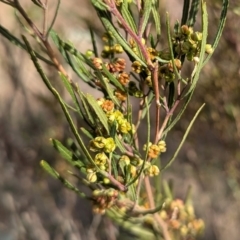 Dodonaea viscosa subsp. angustissima (Hop Bush) at Kambah, ACT - 12 Aug 2024 by HelenCross