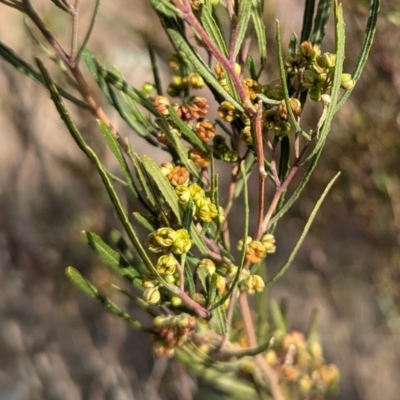 Dodonaea viscosa subsp. angustissima (Hop Bush) at Kambah, ACT - 12 Aug 2024 by HelenCross