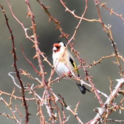 Carduelis carduelis (European Goldfinch) at Rendezvous Creek, ACT - 11 Aug 2024 by jb2602