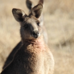 Macropus giganteus (Eastern Grey Kangaroo) at Kambah, ACT - 12 Aug 2024 by HelenCross