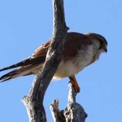 Falco cenchroides (Nankeen Kestrel) at Tharwa, ACT - 11 Aug 2024 by jb2602