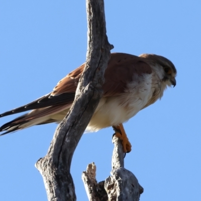 Falco cenchroides (Nankeen Kestrel) at Tharwa, ACT - 11 Aug 2024 by jb2602